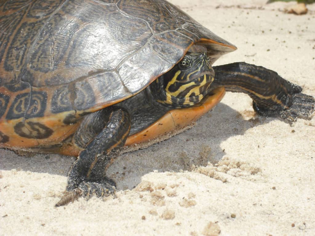 River cooter. Photo: Jeffrey Lovich, USGS