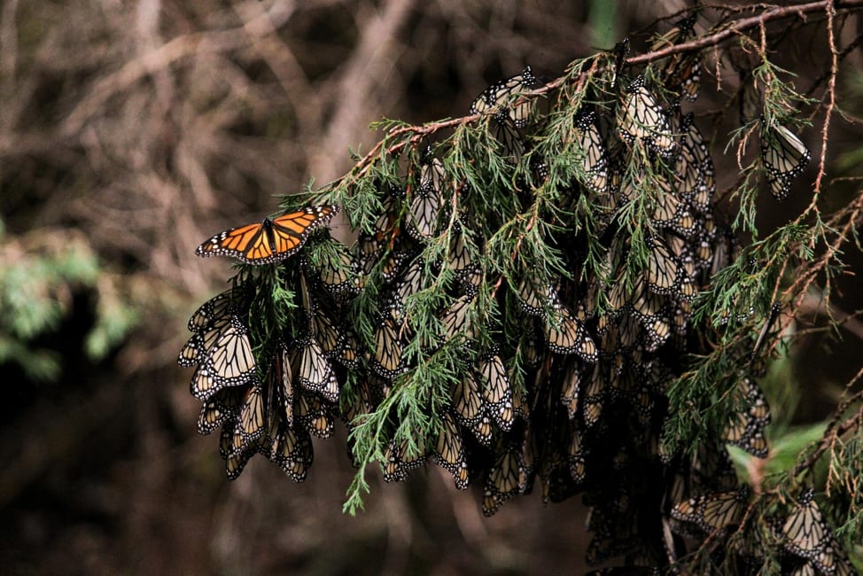 Monarch butterflies overwintering