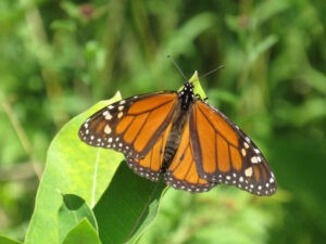 Monarch butterfly populations are thriving in North America