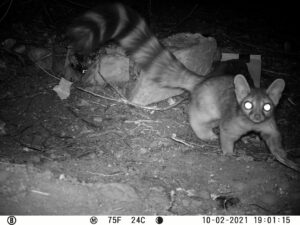 Within the Walls: Ringtails at Zion National Park