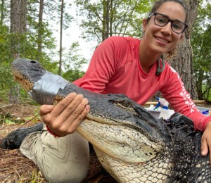 Grad student assesses alligators’ exposure to contaminants