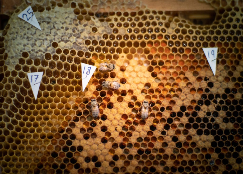 Bee comb labelled with numbers.