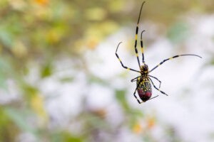 Joro spiders aren’t scary. They’re shy.