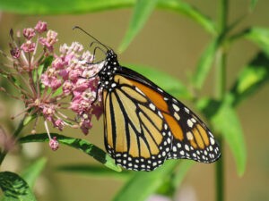 Monarch butterflies can stomach insecticides hazardous to bees