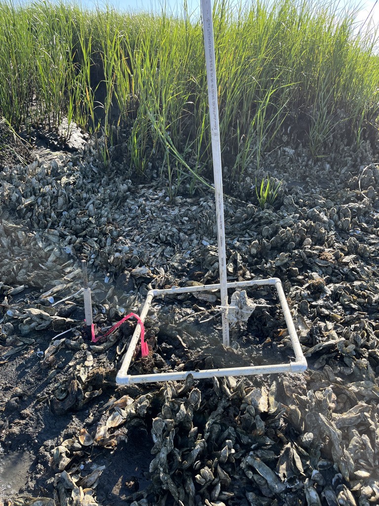Grass, oysters and a temperature logging device are visible. 