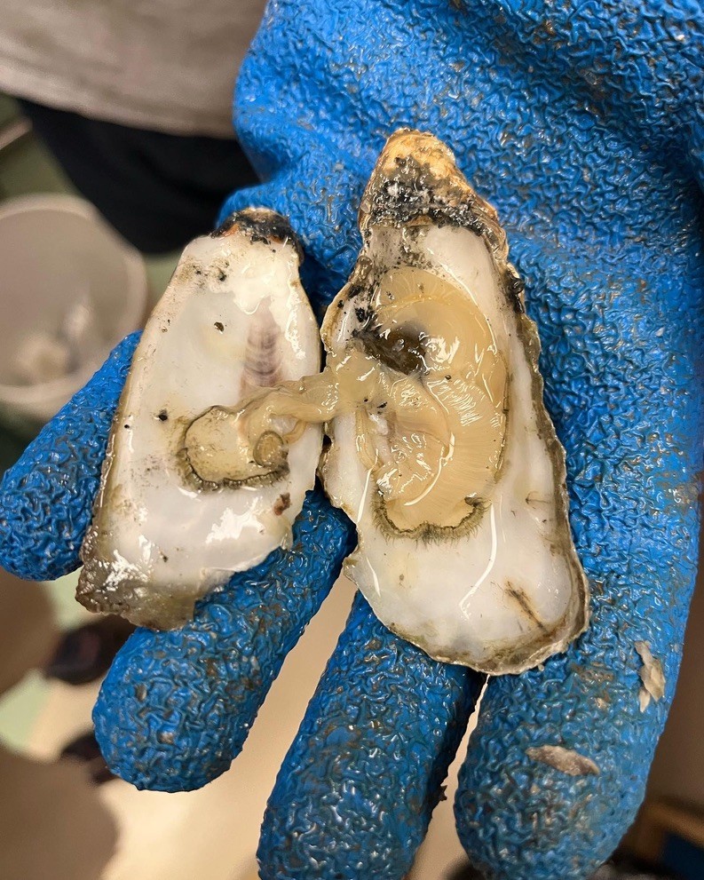 A blue-gloved hand holds an oyster cracked open.