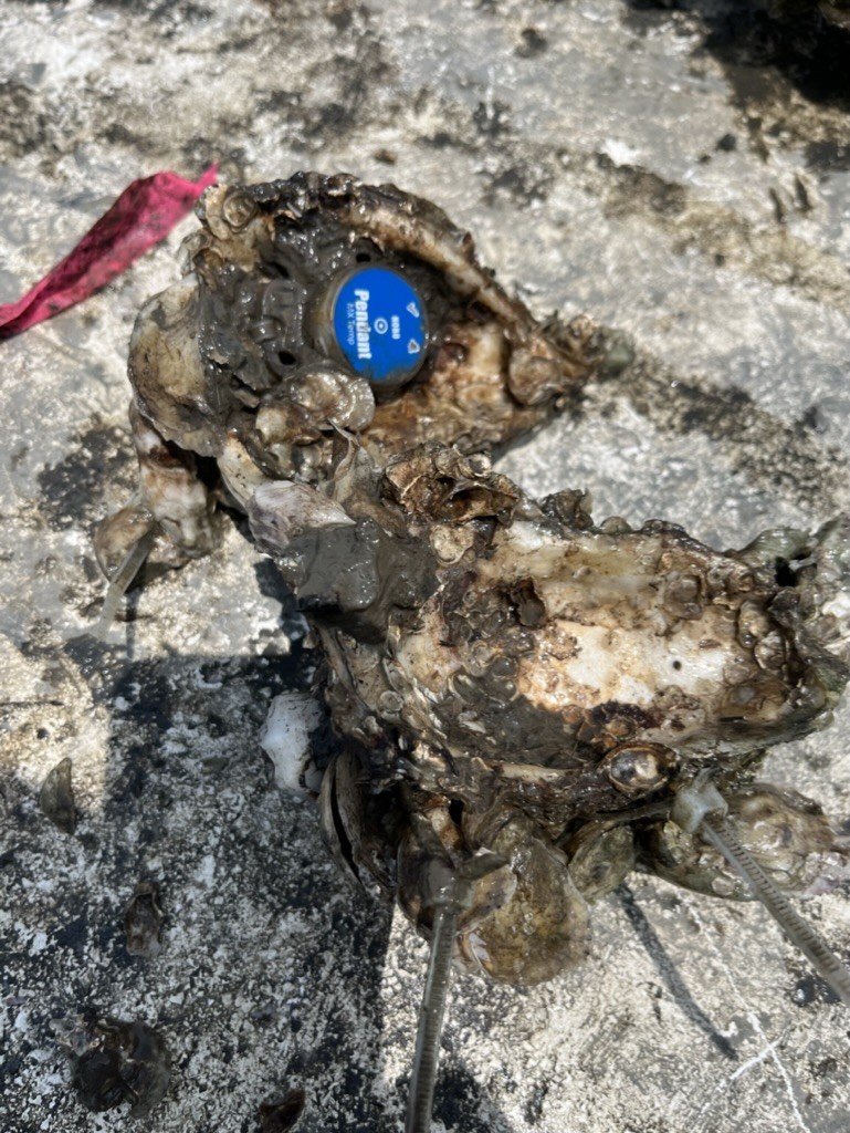 Temperature logger being retrieved from oyster reef near Tybee Island