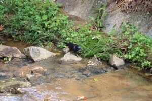 Urban Ecology Spotlight: Tanyard Creek’s Biodiversity