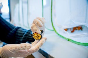 Extreme heat hurts monarchs and their parasites